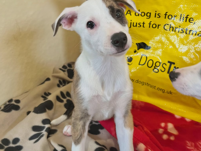 a white and brown spotted whippet cross puppy looking at the camera tilting it's head with a yellow adoption bag behind it