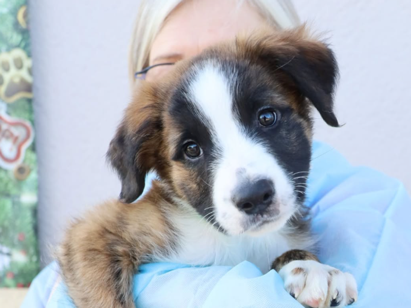 a husky and staffy mix puppy being held by a female canine carer wearing ppe