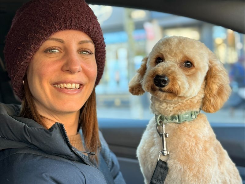 kip a cream doodle dog sitting on a lady's lap in a car smiling