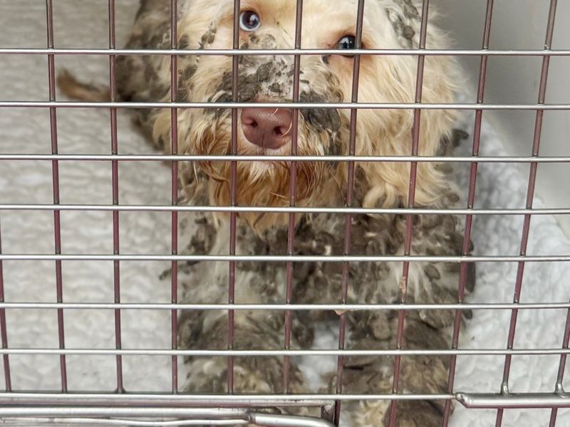 kitty a cream doodle dog covered in dirt and matted fur in crate