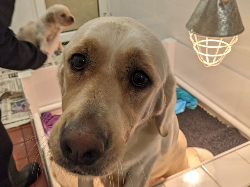 a golden retreiver close up to the camera looking up with a golden retriever puppy being held in the background