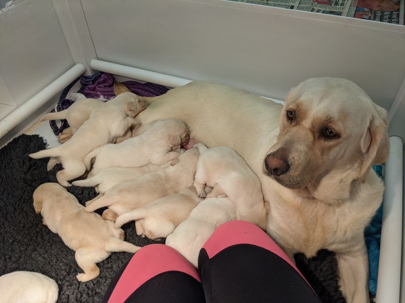 A golden retriever laying down with her puppies feeding on her