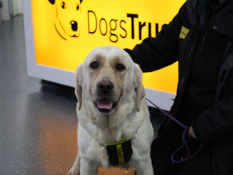 a golden retreiver called Layla wearing a dogs trust harness being petted by someone in front of a dogs trust logo