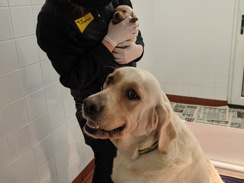 a golden retreiver looking at the camera whilst a canine carer holds one of her puppies behind her in a labour suite