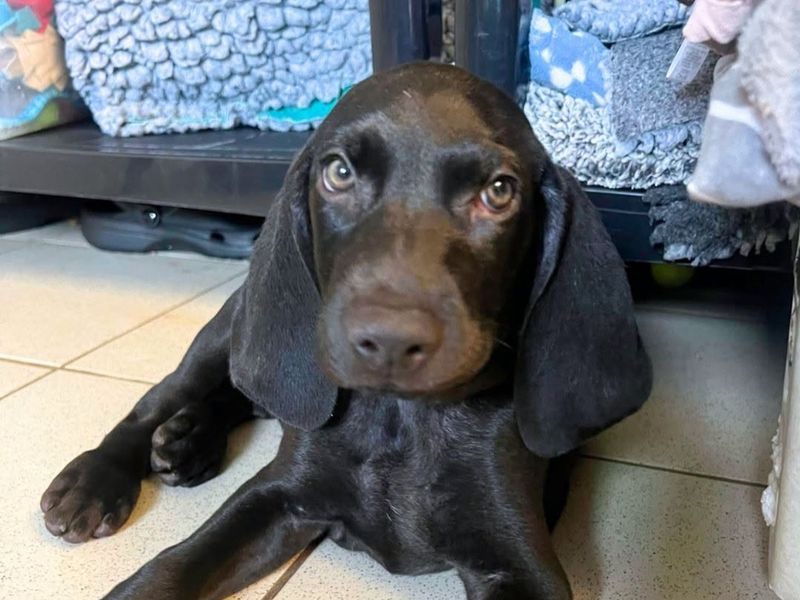a brown spaniel puppy looking at the camera