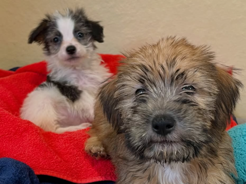 a brown and black rough coated and a black and white coated chihuahua yorkshire terrier cross puppies looking at the camera