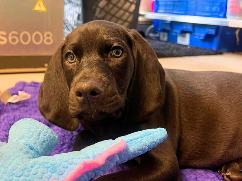 a brown spaniel puppy looking at the camera