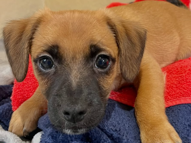 a brown and black smooth coated chihuahua yorkshire terrier cross puppy looking at the camera