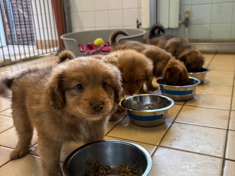 4 pomeranian and spaniel cross puppies eating food from a stainless steel bowl