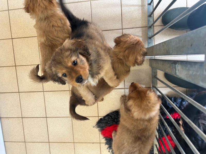 4 pomeranian and spaniel cross puppies in a pen