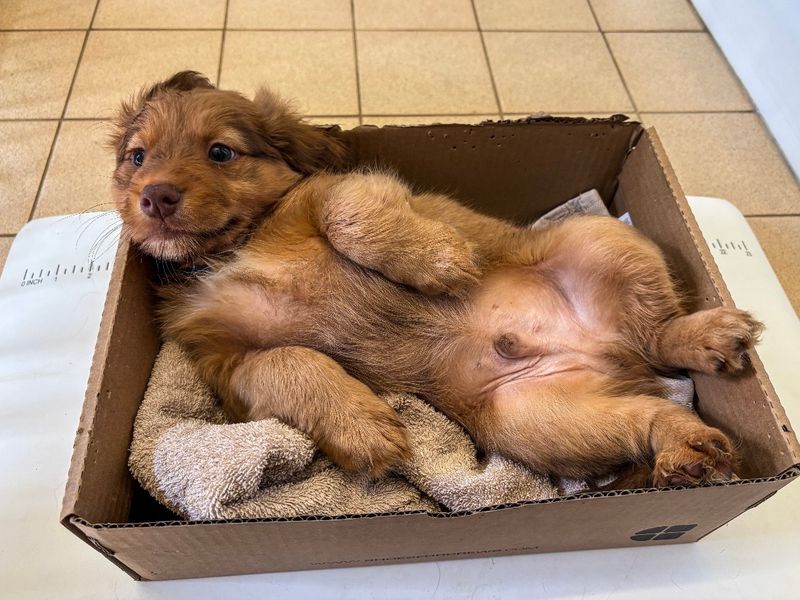 a pomeranian and spaniel cross puppy chilling in a cardboard box