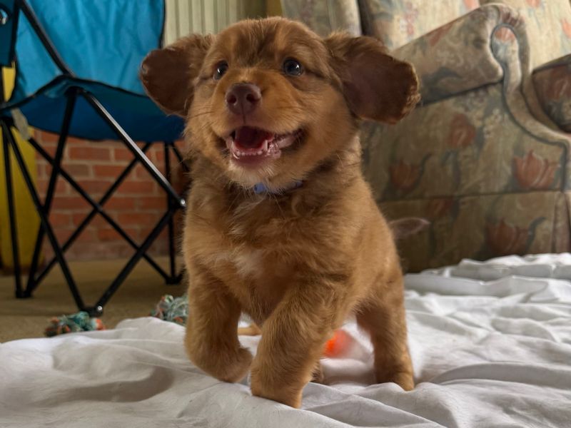 a pomeranian and spaniel cross puppy running