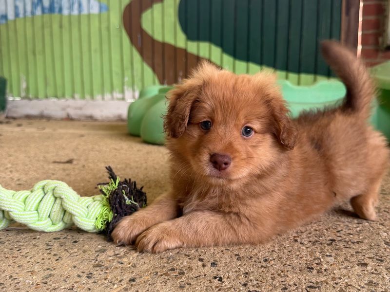 a pomeranian and spaniel cross puppy play bowing looking at the camera