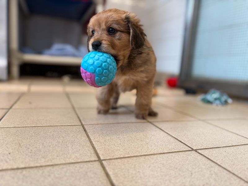 a pomeranian and spaniel cross puppy holding a blue ball