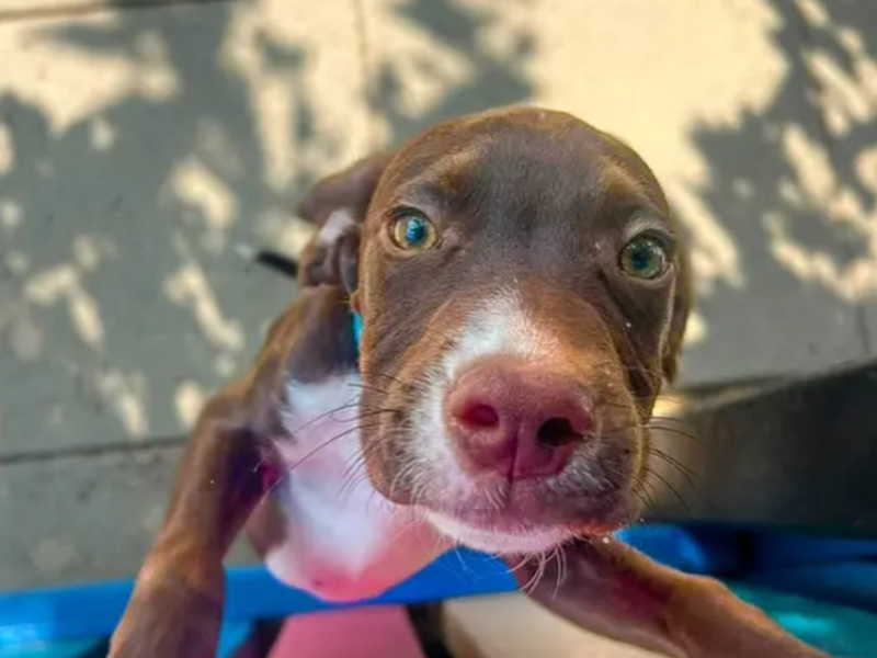 a brown and white Spaniel cross puppy jumping up and looking at the camera