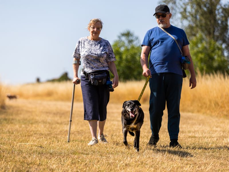 Toby the Underdog smiles as he walks through a golden field with his adopters