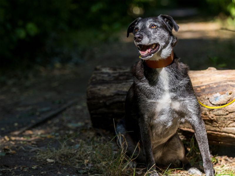 Toby the Collie Cross enjoys a walk through the woods