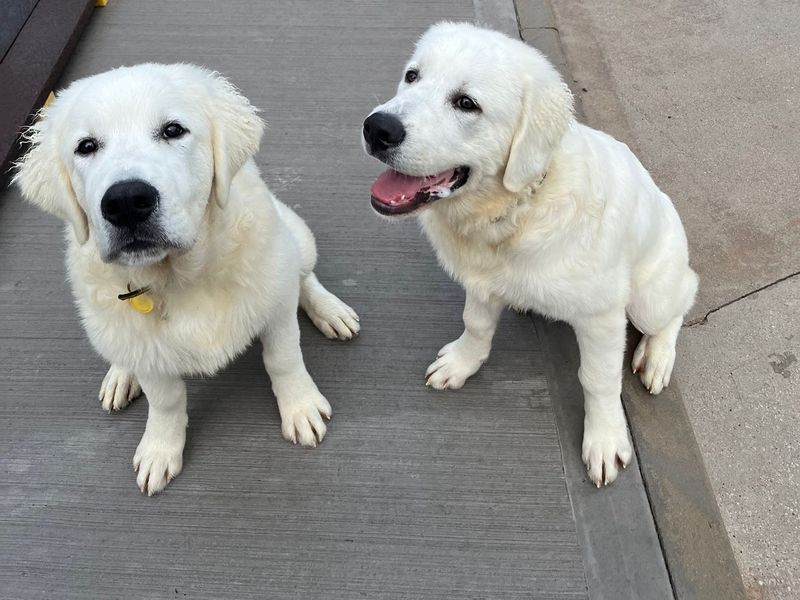 two white tatra shepherd puppies sitting