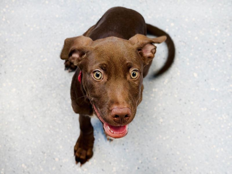 a chocolate lurcher cross puppy looking at the camera