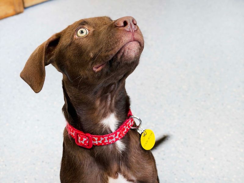 a chocolate lurcher cross puppy looking up
