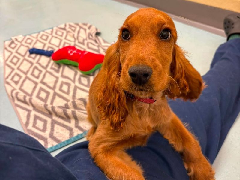 an orange cocker spaniel puppy sat down near someone's legs on the floor