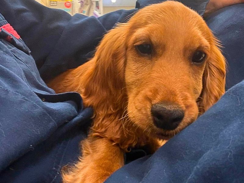 an orange cocker spaniel puppy being held in someone's arms