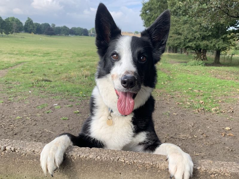 a black and white border collie posing with it's front paws resting on a fence