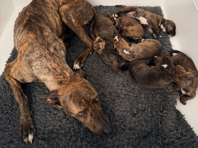 a brindle lurcher adult dog with her puppies lying in bed