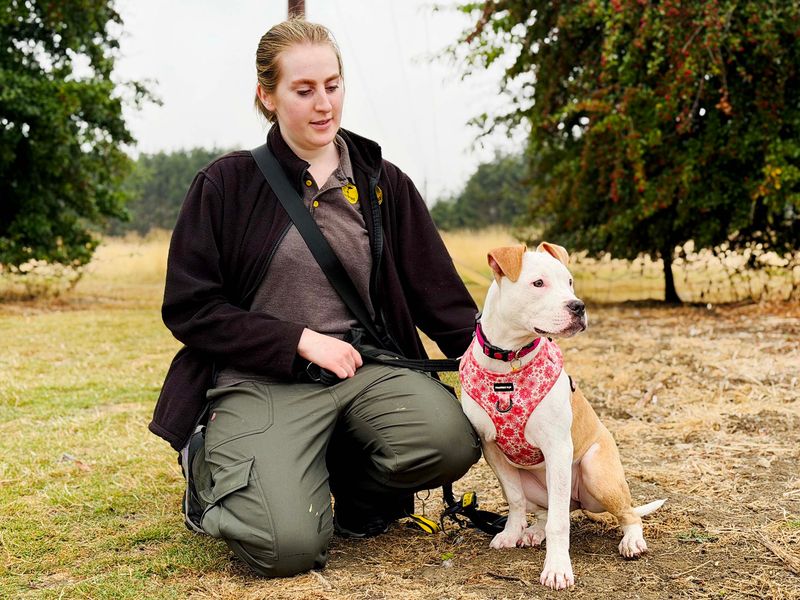 a white and tan staffy cross puppy looking at the camera wearing a flower harness with a lady canine carer kneeling down beside 