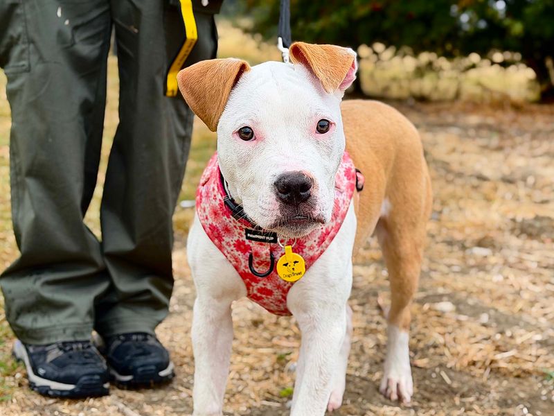 a white and tan staffy cross puppy looking at the camera wearing a flower harness