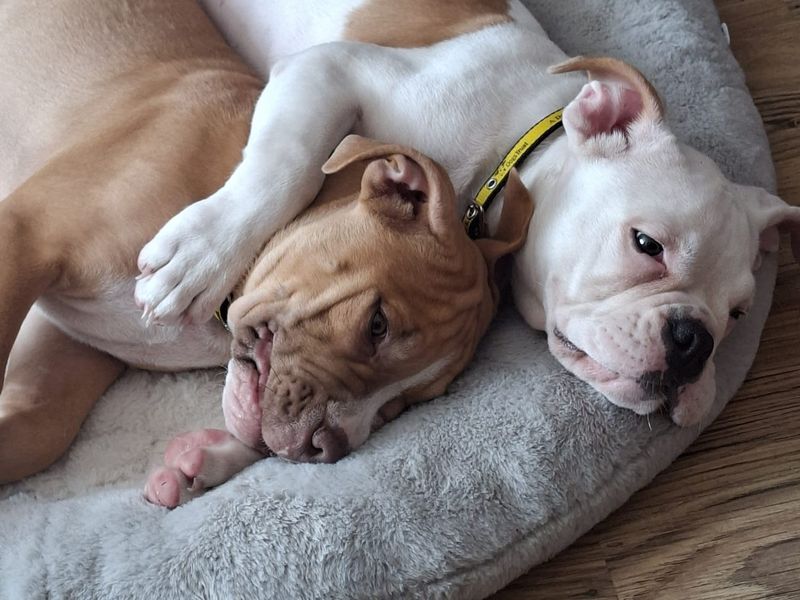 two staffie cross puppies hugging in bed