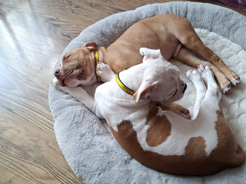 two staffy cross dogs lying in bed together. one is fast asleep whilst the other is sat up