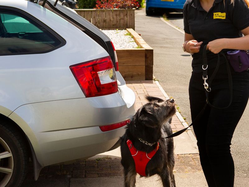 A staff member wearing a black Dogs Trust polo shirt, standing a a domestic driveway next to a black and white Crossbreed. The staff member is holding a dog treat and the dog is looking up at her.
