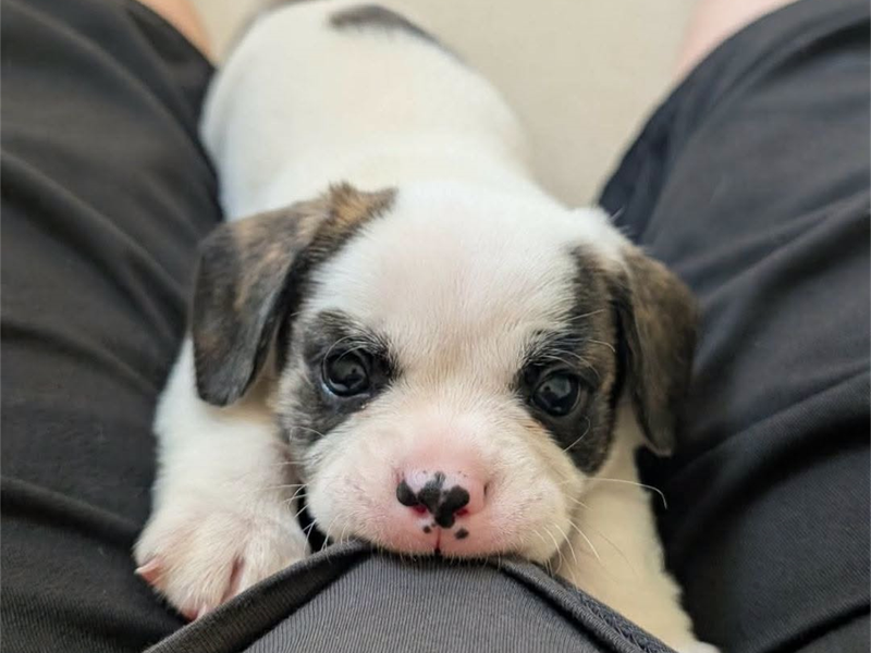 a french bulldog cross puppy pulling someones t-shirt with their teeth