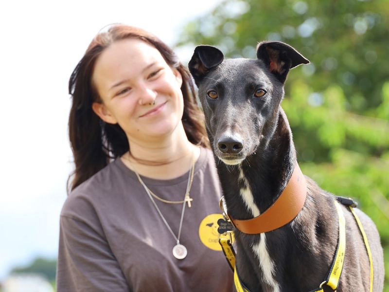 Brogan, a black ex-racing Greyhound, at Leeds Rehoming Centre.