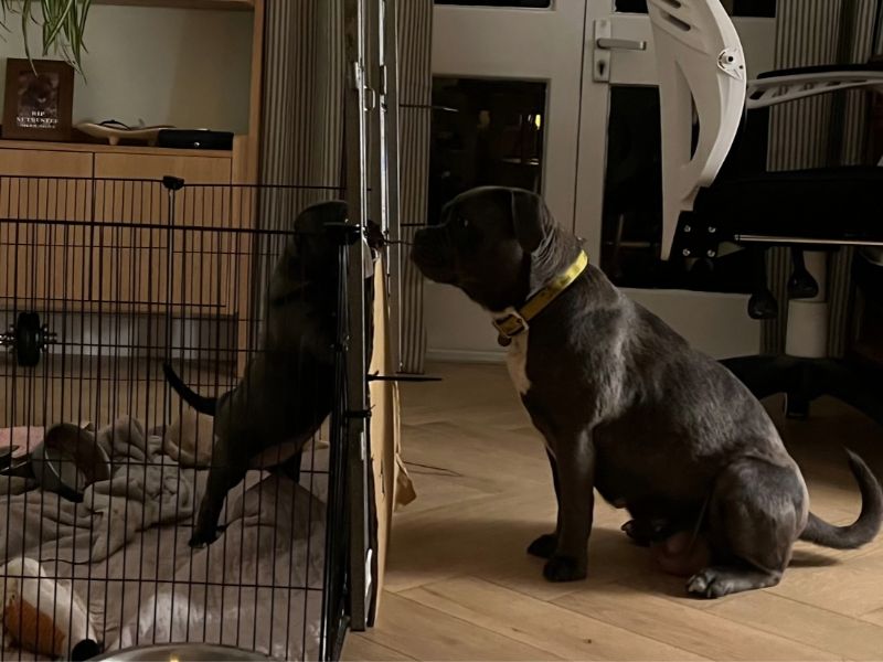 a grey french bulldog and staffy cross standing in front of a play pen watching her two puppies. one of them is standing up against the pen looking back at her
