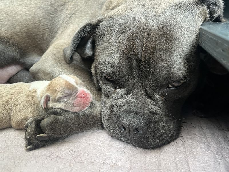 a grey french bulldog and staffy cross sleeping with a tiny grey puppy