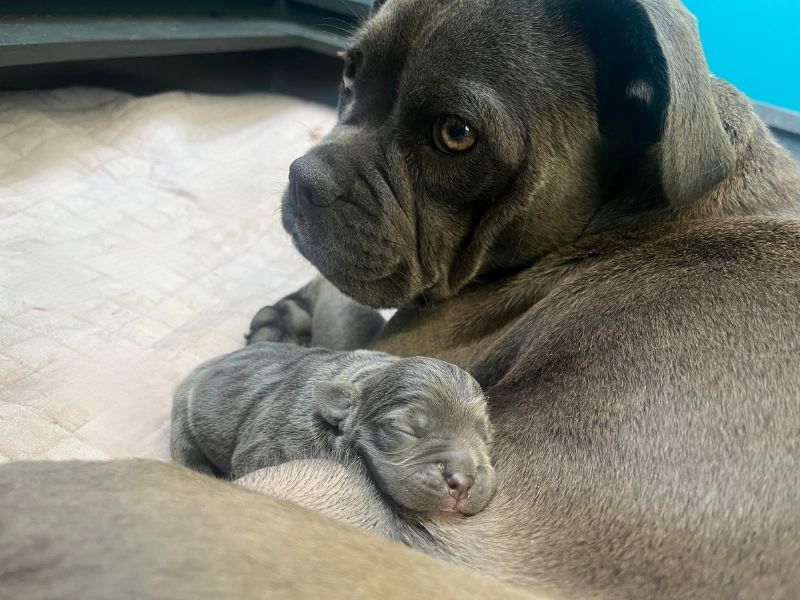 two grey staffy and french bulldog dogs, one a small puppy lying together on a blanket