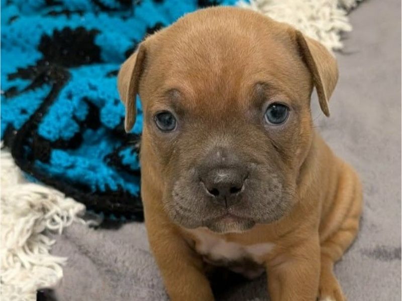 a french bulldog cross puppy sitting looking at the camera
