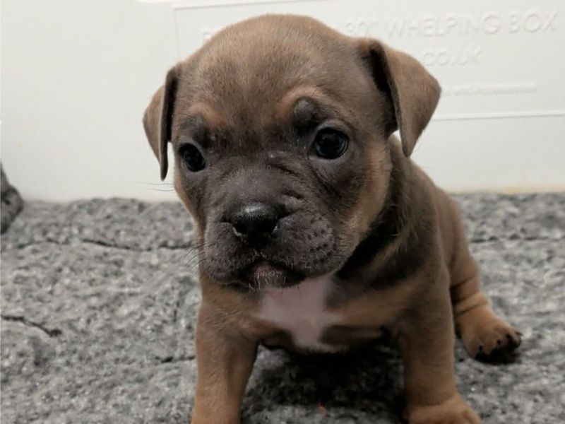 a french bulldog cross puppy sitting on a grey mat