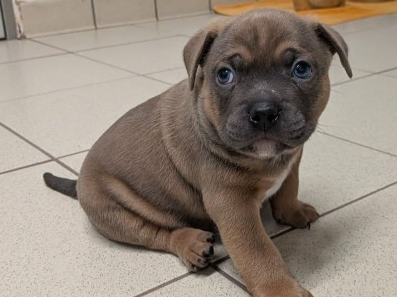 a french bulldog cross puppy sitting on looking away