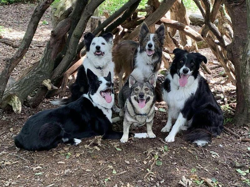 a group of five black and white border collies sitting in front of a tree