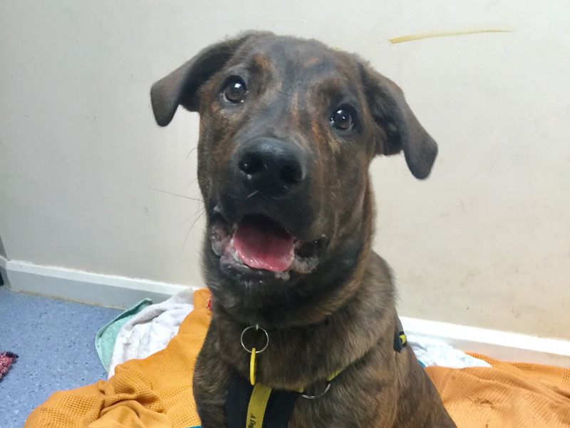 Holly the Rottweiler cross arrived at Dogs Trust in need of confidence