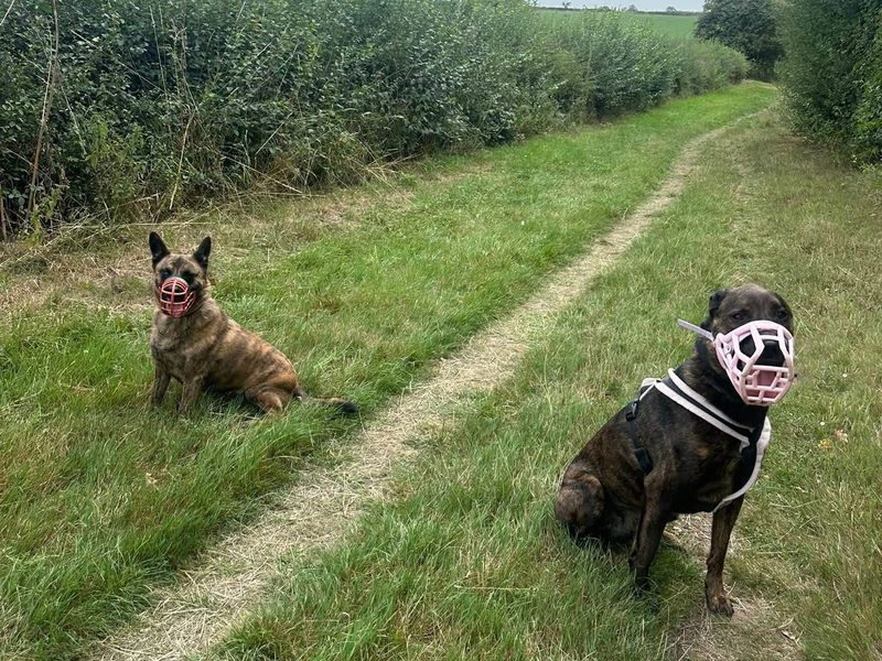 Holly the Rottweiler brindle cross wears a muzzle on a walk with a doggy friend