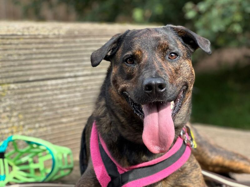 Holly the brindle Rottweiler wears a pink harness outdoors and smiles