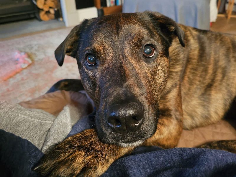 Holly the brindle Rottweiler rests on a sofa in a special rehabilitation unit