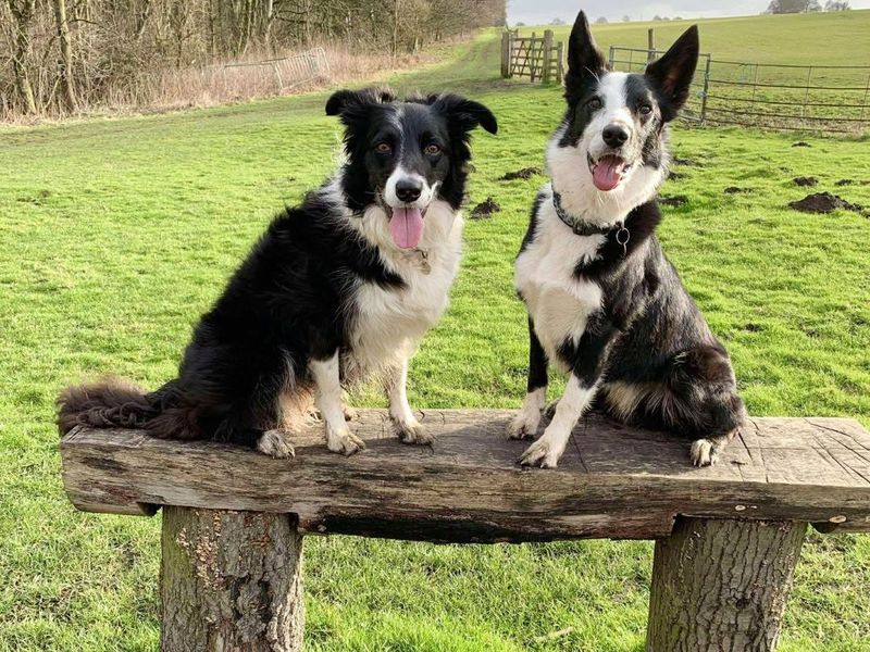 two black and white border collies sitting on a bench