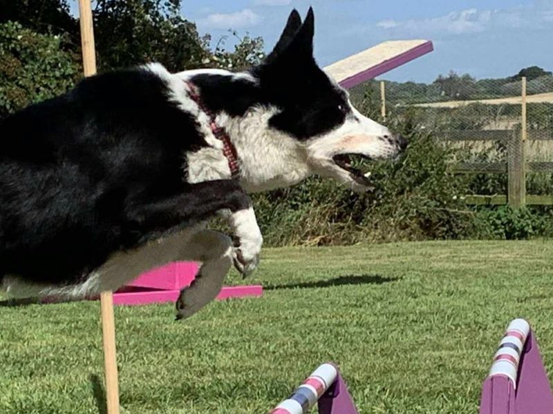 a black and white border collie jumping in mid-air over two purple flyball hurdles