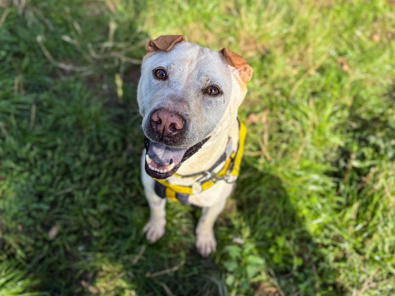 Lola Bear the Shar Pei smiles while sitting outdoors wearing her yellow Dogs Trust harness.