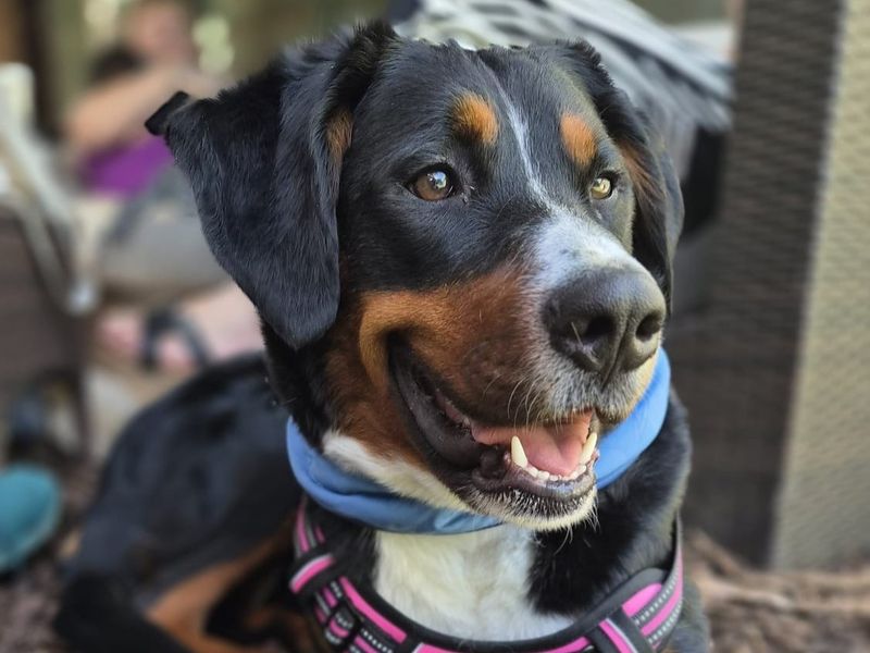 Nala a tri-coloured Bernese Mountain and Collie cross dog looking away form the camera, wearing a pink harness